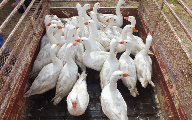 Gansbaai NGK Baardskeerdersbos 2015 Basaar 8